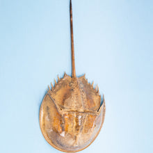 Afbeelding in Gallery-weergave laden, Degenkrab Tachypleus Tridentatus

