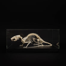 Afbeelding in Gallery-weergave laden, Skelet Rat
