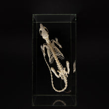 Afbeelding in Gallery-weergave laden, Skelet Rat
