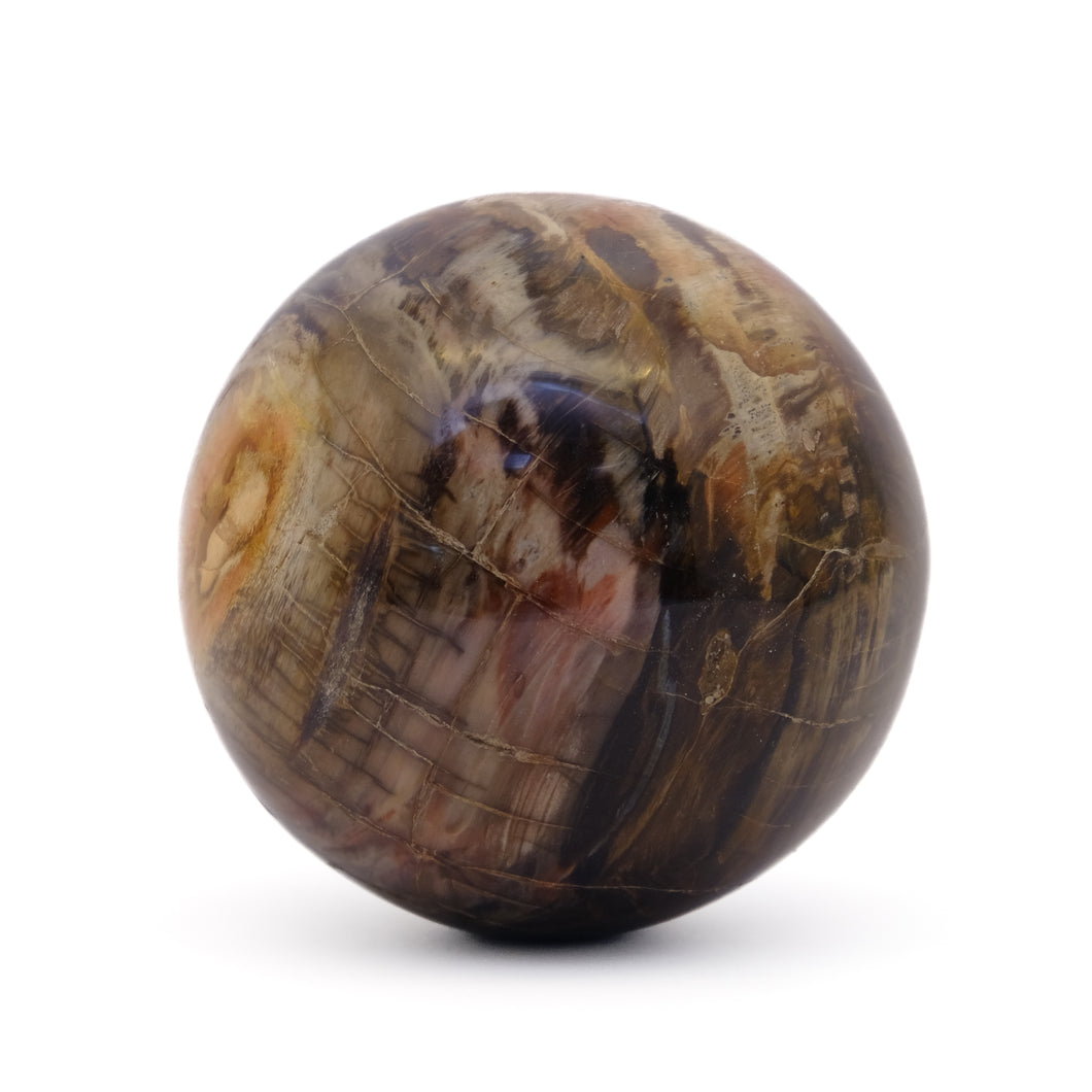 Fossiel hout bol