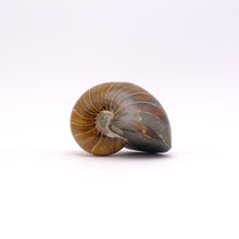 Afbeelding in Gallery-weergave laden, Fossiel Nautilus gepolijst copy
