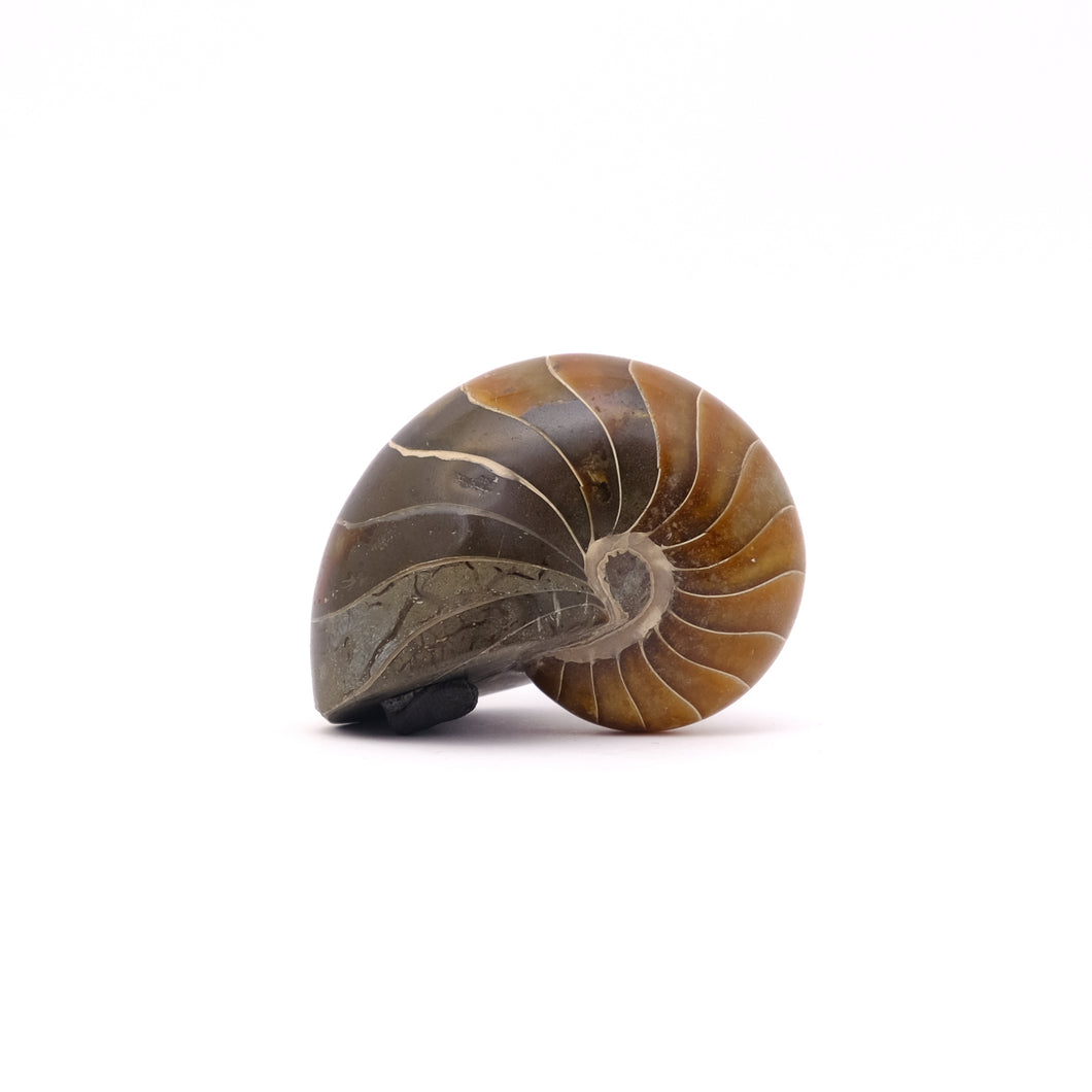 Fossiel Nautilus gepolijst copy