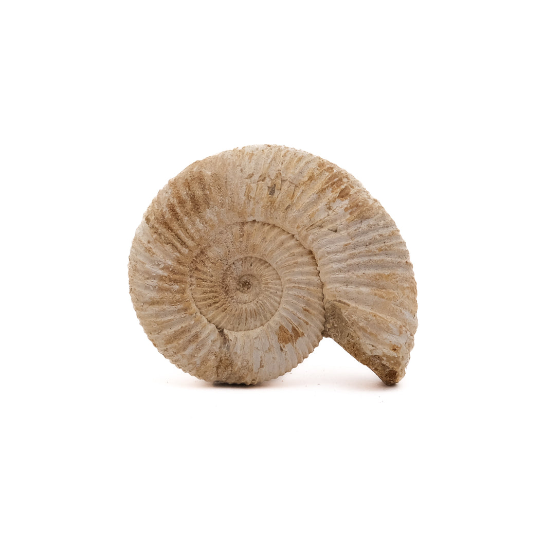 Ammoniet Perisphinctes sp.
