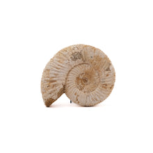 Afbeelding in Gallery-weergave laden, Ammoniet Perisphinctes sp.
