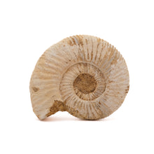 Afbeelding in Gallery-weergave laden, Ammoniet Perisphinctes sp.
