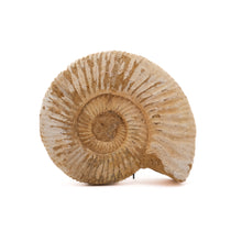 Afbeelding in Gallery-weergave laden, Ammoniet Perisphinctes sp.
