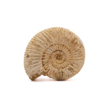 Afbeelding in Gallery-weergave laden, Ammoniet Perisphinctes sp.
