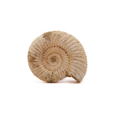 Afbeelding in Gallery-weergave laden, Ammoniet Perisphinctes sp.
