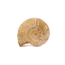 Afbeelding in Gallery-weergave laden, Ammoniet Perisphinctes sp.
