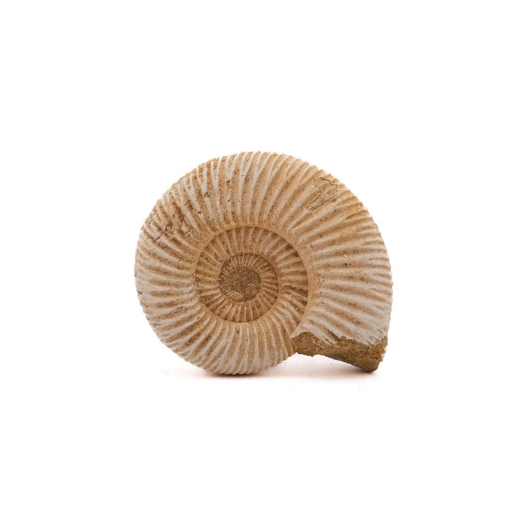 Ammoniet Perisphinctes sp.