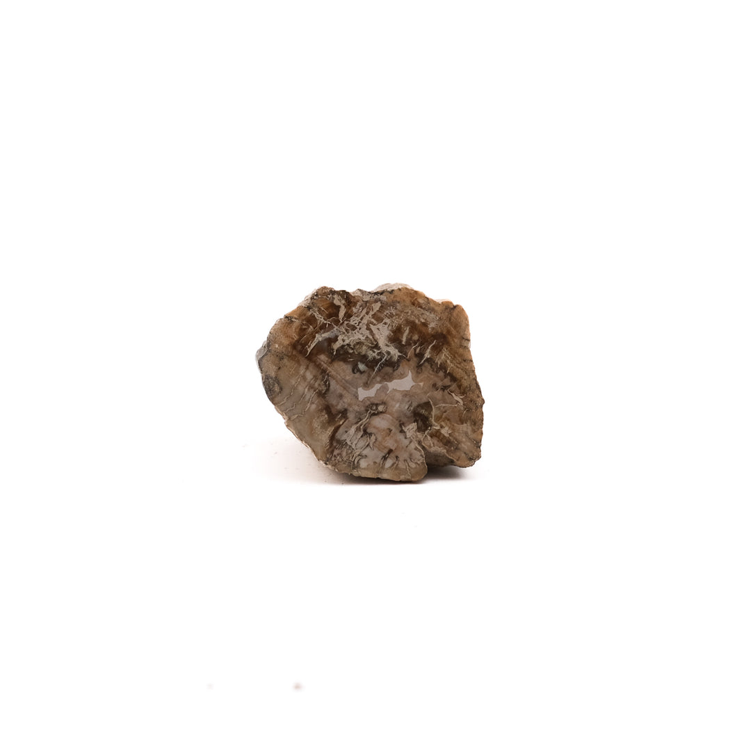 Fossiel Hout