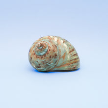 Afbeelding in Gallery-weergave laden, Turbo imperialis gepolijst natuurkleur
