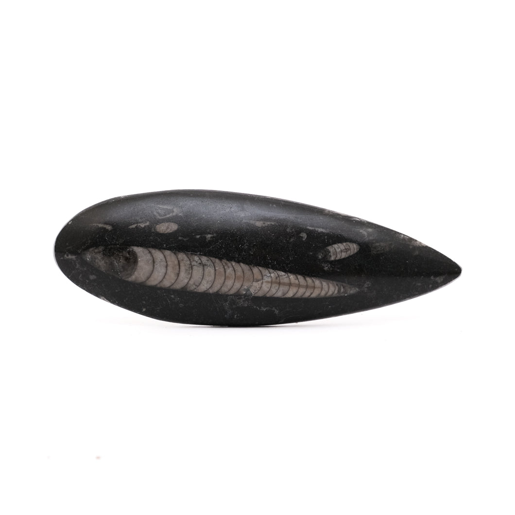 Orthoceras Groot