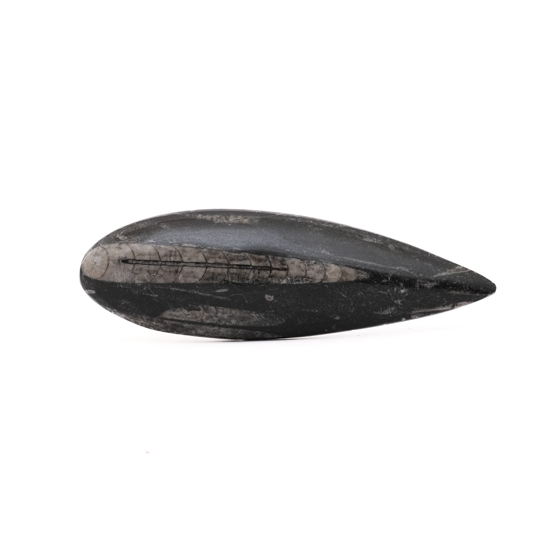 Orthoceras Groot