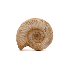 Afbeelding in Gallery-weergave laden, Ammoniet Perisphinctes sp.
