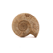 Afbeelding in Gallery-weergave laden, Ammoniet Perisphinctes sp.
