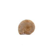 Afbeelding in Gallery-weergave laden, Ammoniet Perisphinctes sp.
