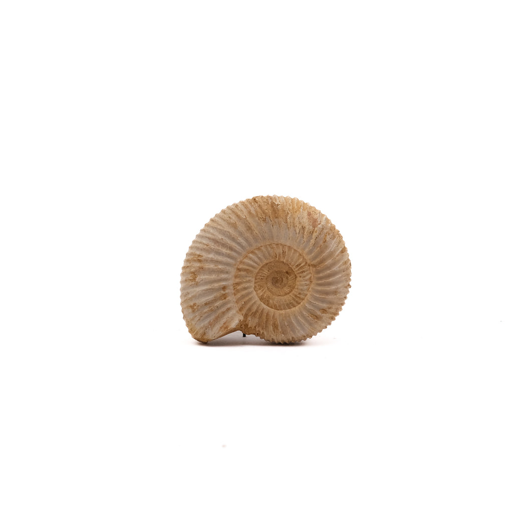 Ammoniet Perisphinctes sp.