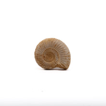 Afbeelding in Gallery-weergave laden, Ammoniet Perisphinctes sp.
