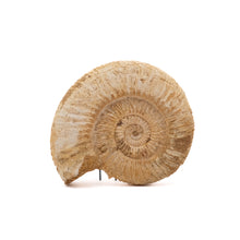 Afbeelding in Gallery-weergave laden, Ammoniet Perisphinctes sp.
