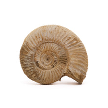 Afbeelding in Gallery-weergave laden, Ammoniet Perisphinctes sp.
