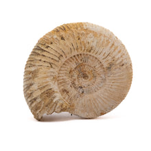 Afbeelding in Gallery-weergave laden, Ammoniet Perisphinctes sp.
