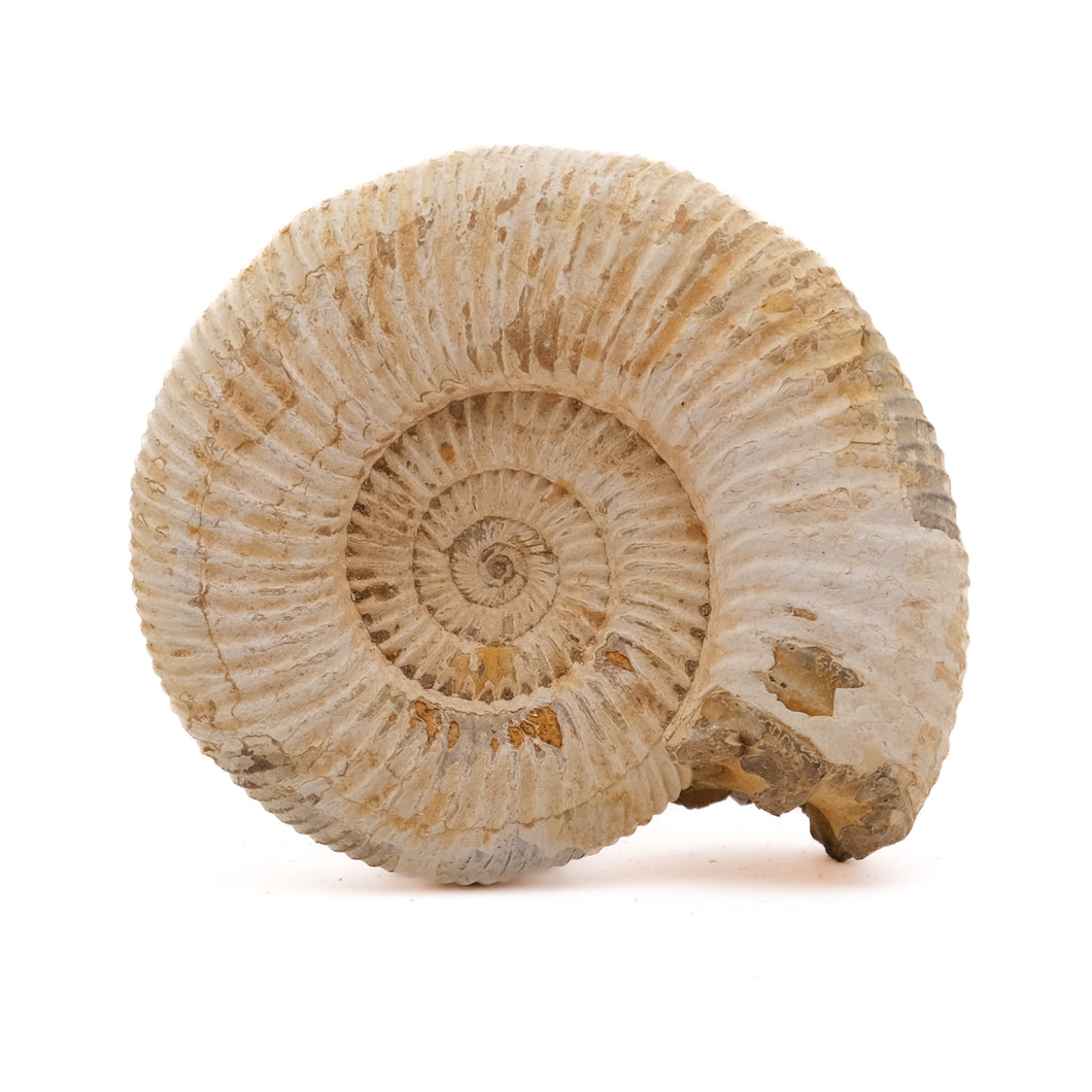 Ammoniet Perisphinctes sp.