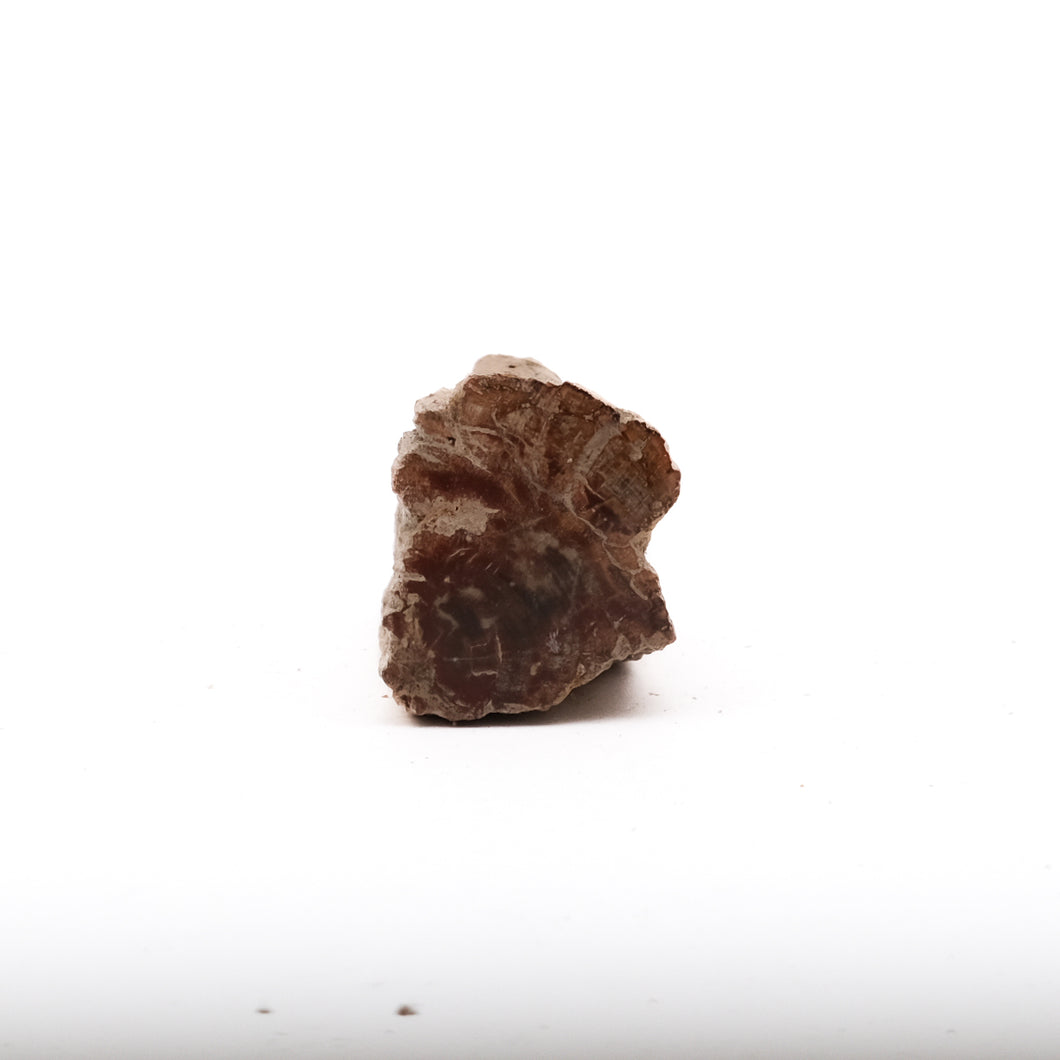 Fossiel Hout