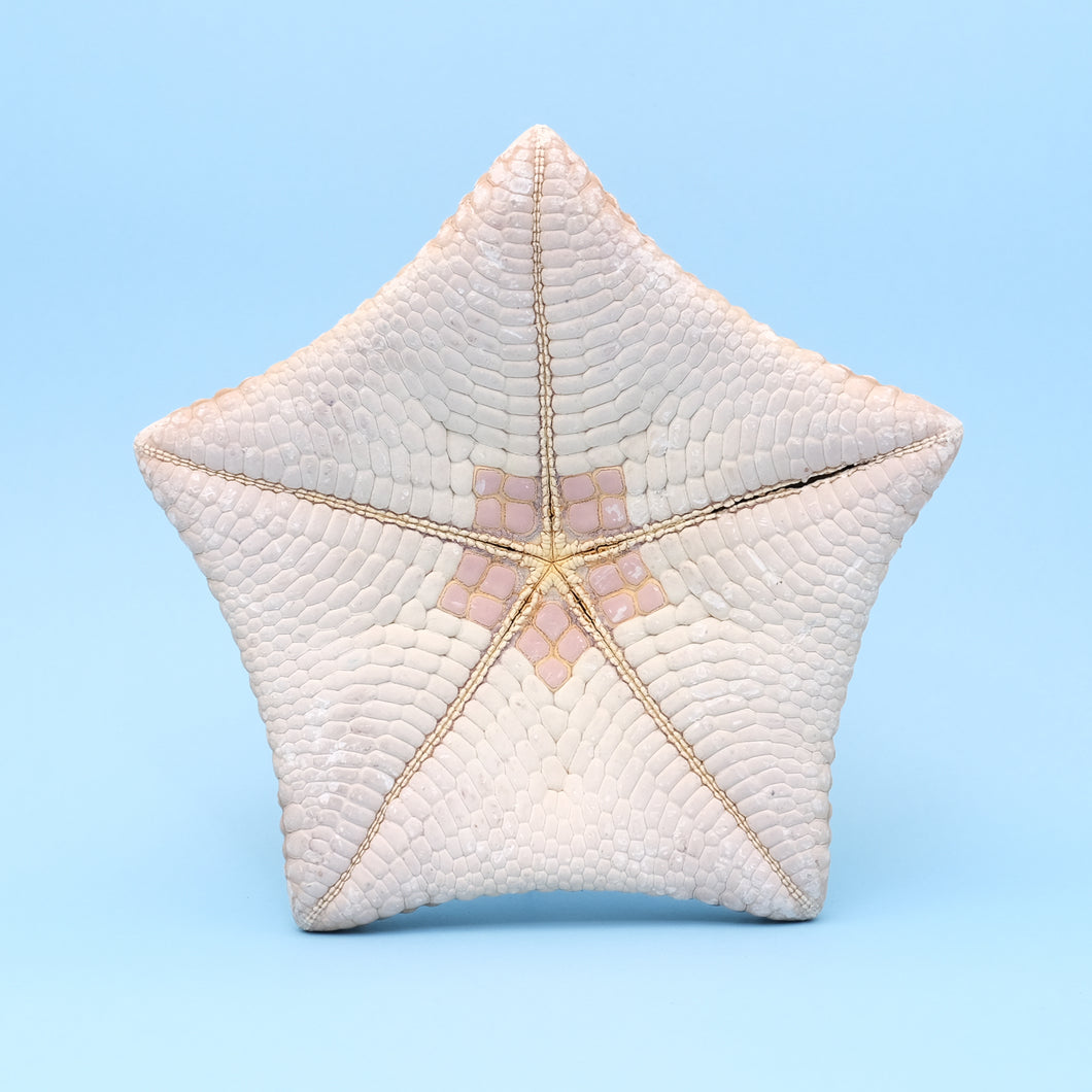 Zeester cushion XL