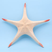 Afbeelding in Gallery-weergave laden, Zeester Poraster superbus XL
