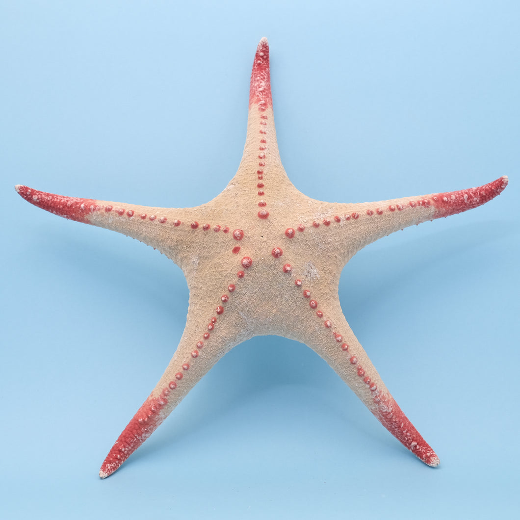 Zeester Poraster superbus XL