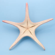 Afbeelding in Gallery-weergave laden, Zeester Poraster superbus XL
