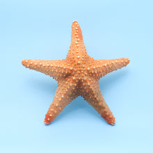 Afbeelding in Gallery-weergave laden, Zeester Pentaceraster Oreasteridae.
