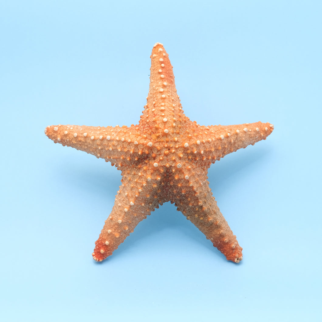 Zeester Pentaceraster Oreasteridae.