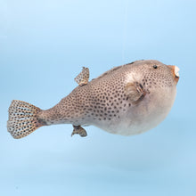 Afbeelding in Gallery-weergave laden, kogelvis
