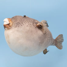 Afbeelding in Gallery-weergave laden, kogelvis
