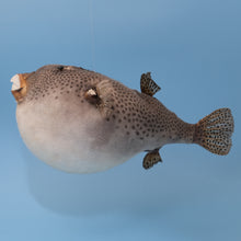Afbeelding in Gallery-weergave laden, kogelvis
