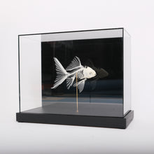 Afbeelding in Gallery-weergave laden, Goudvis skelet
