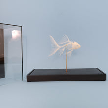 Afbeelding in Gallery-weergave laden, Goudvis skelet
