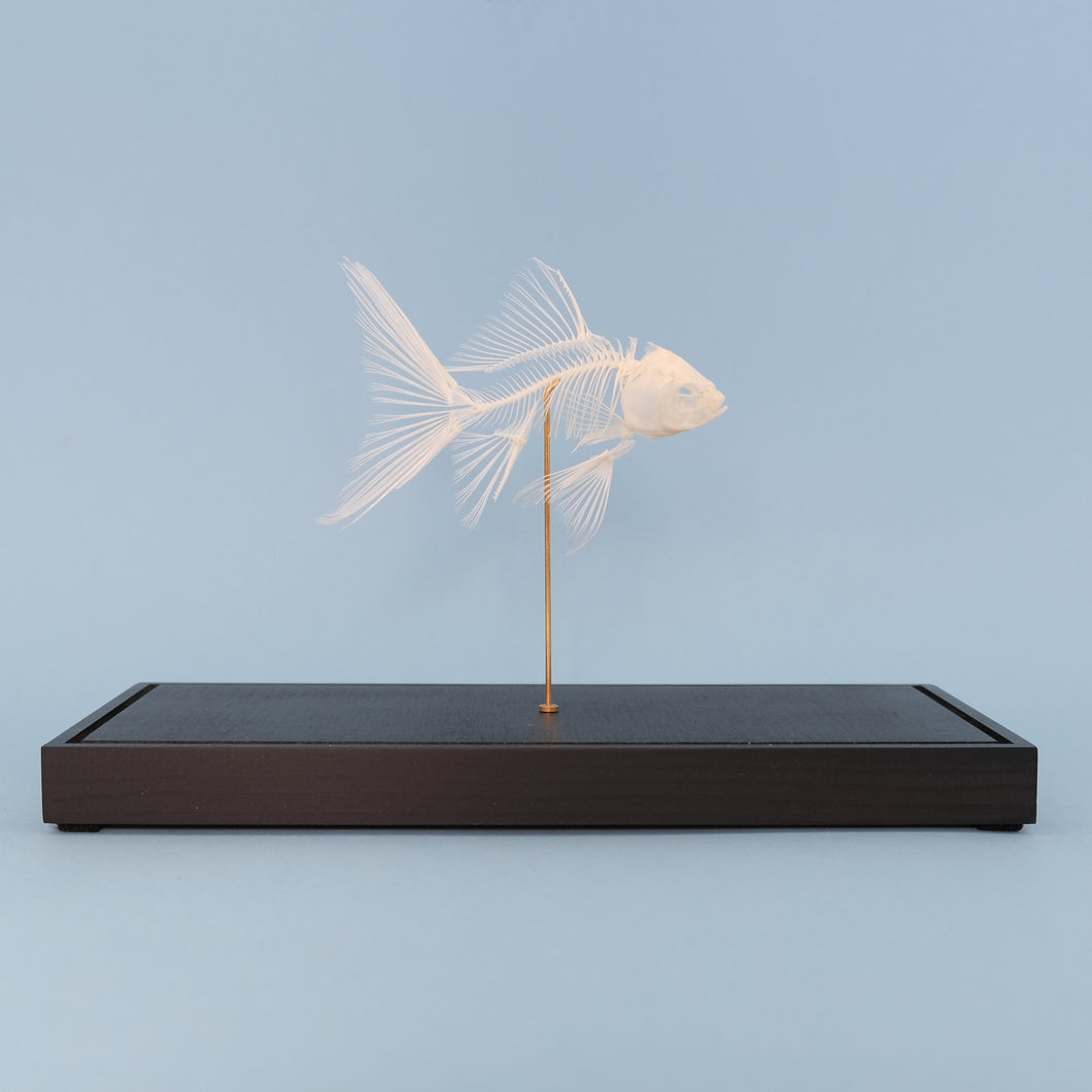 Goudvis skelet