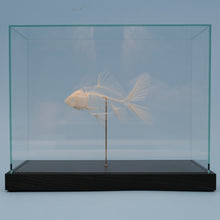 Afbeelding in Gallery-weergave laden, Goudvis skelet
