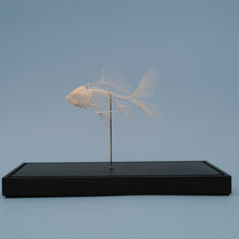 Afbeelding in Gallery-weergave laden, Goudvis skelet
