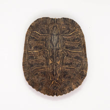 Afbeelding in Gallery-weergave laden, Schildpad schild
