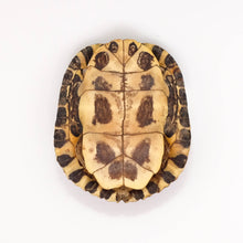 Afbeelding in Gallery-weergave laden, Schildpad schild
