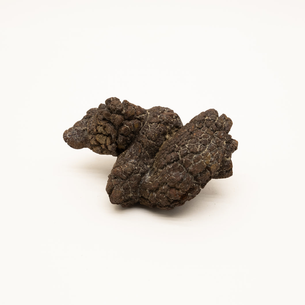 Coproliet