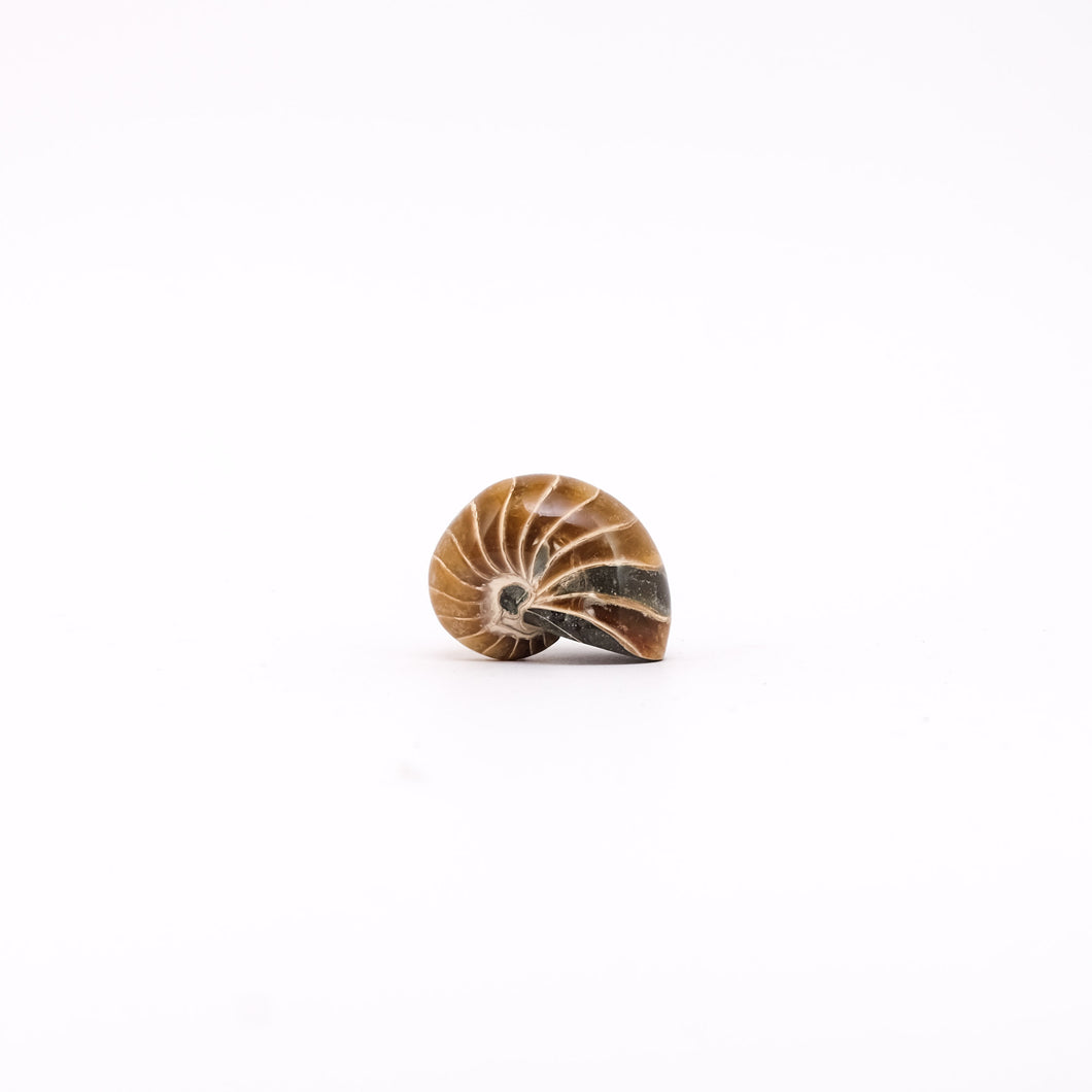 Fossiel Nautilus gepolijst