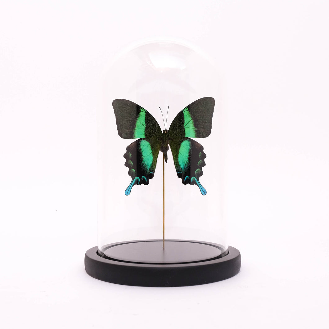 Vlinderstolpje Papilio blumei