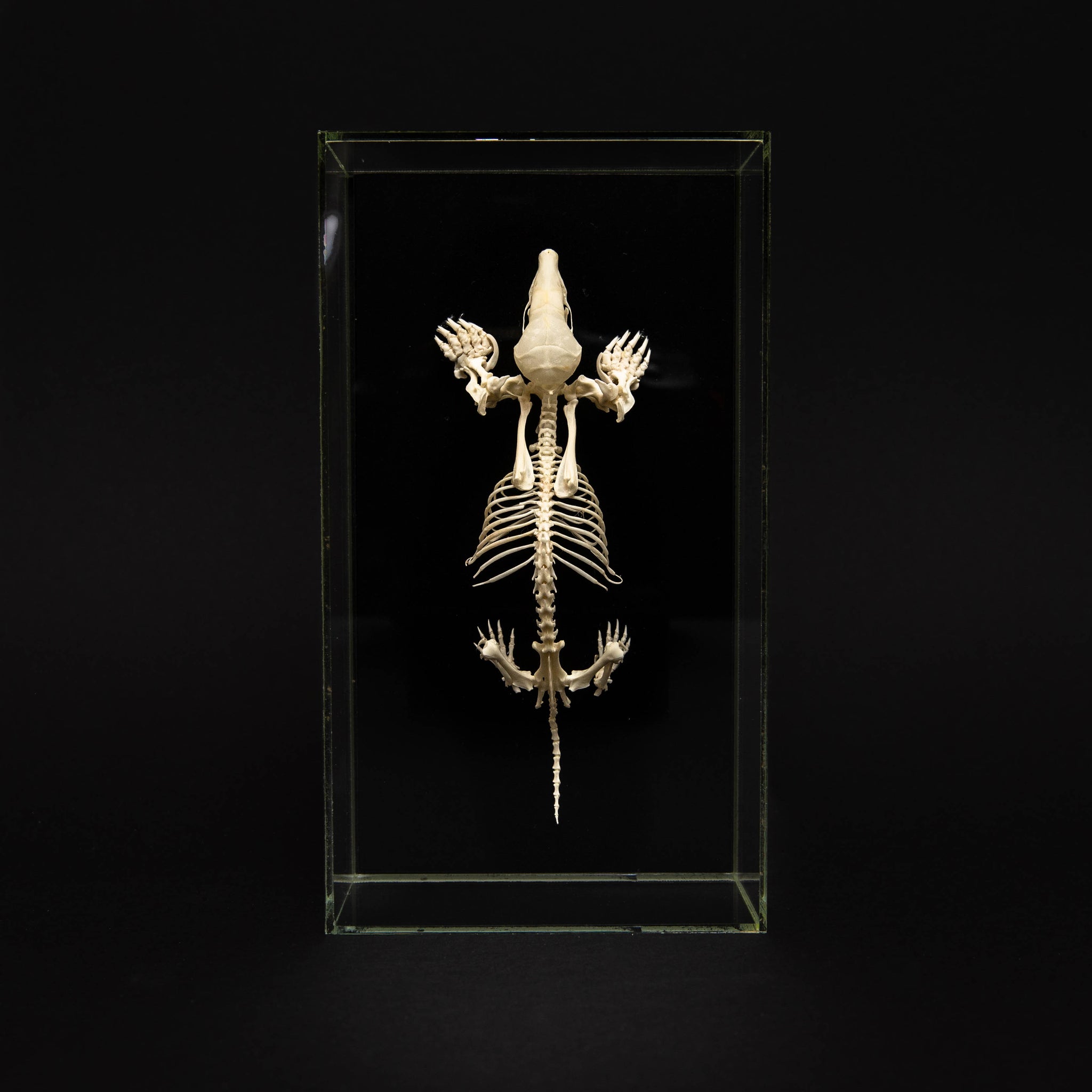 Skelet Mol – STEEN EN BEEN